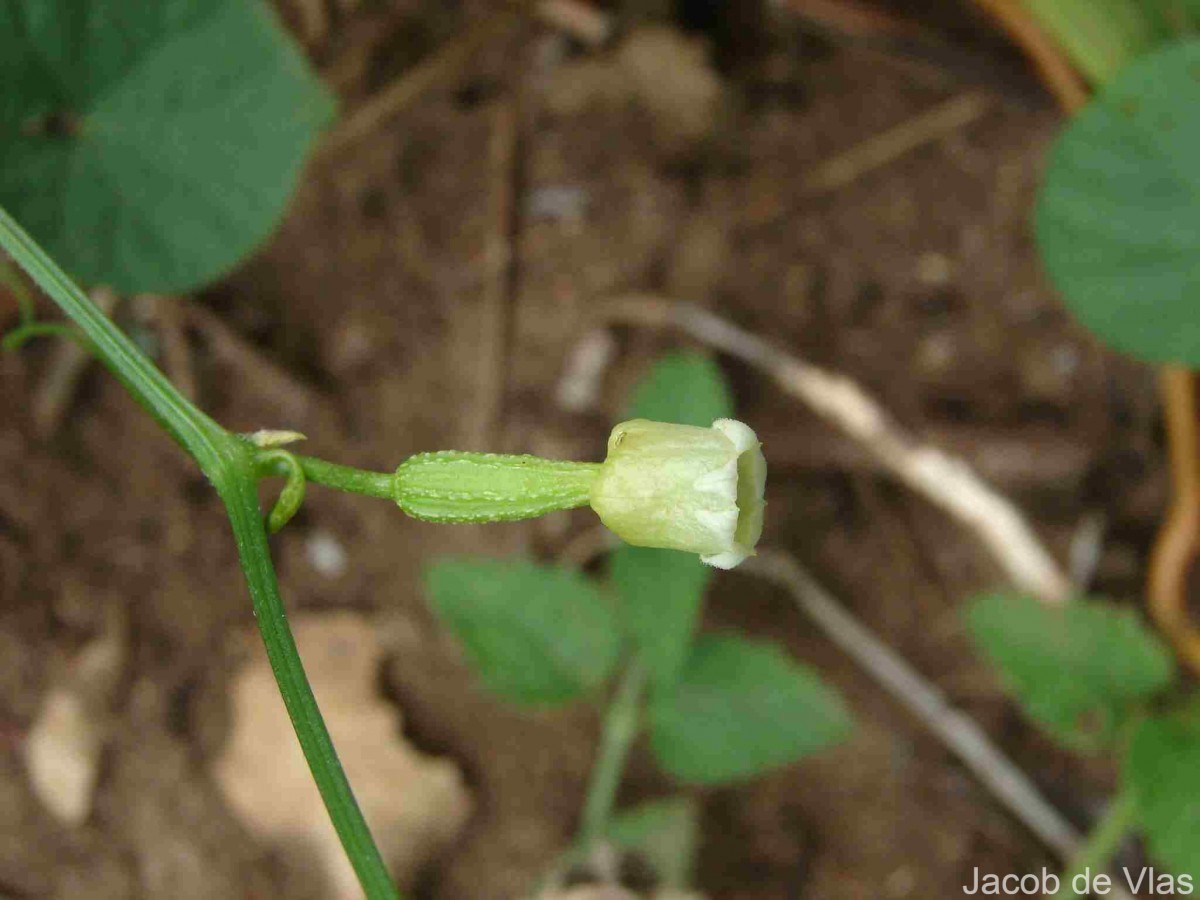 Solena umbellata (J.G.Klein ex Willd.) W.J.de Wilde & Duyfjes